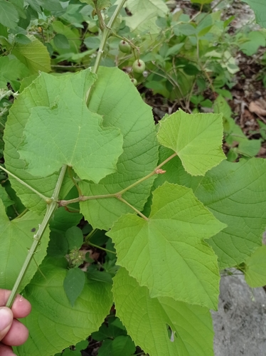 Vitis bourgaeana — photo
