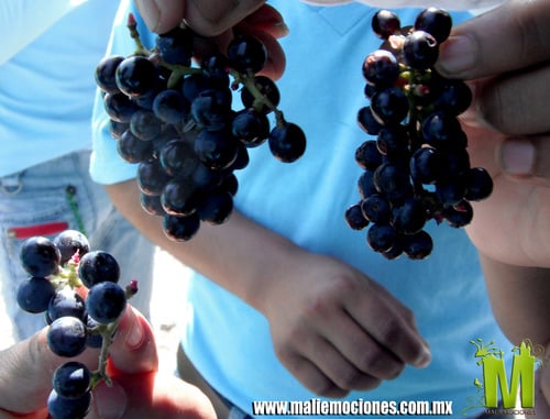 Vitis bourgaeana