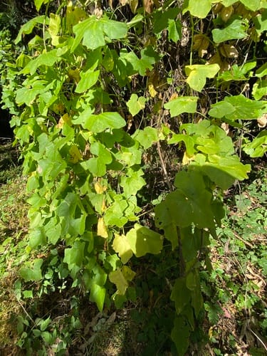 Vitis californica (Califonia Wild grape) — photo