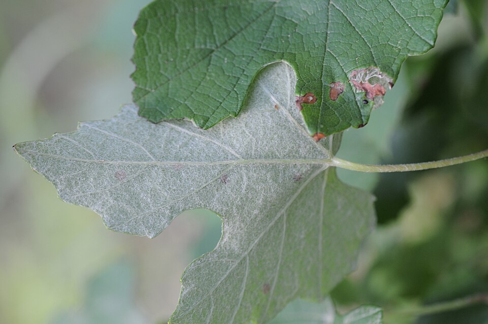 Vitis candicans (Mustang grape) — photo