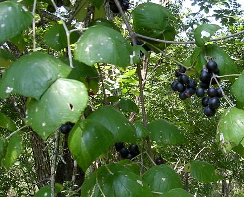Vitis candicans