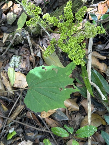 Vitis caribaea (Caribean grape) — photo
