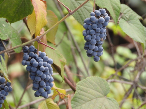 Vitis caribaea (Caribean grape) — photo