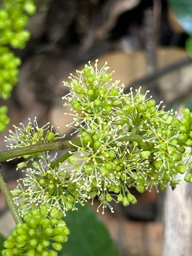 Vitis caribaea