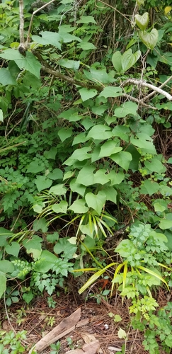Vitis cinerea subsp. floridana (Currant grape) — photo