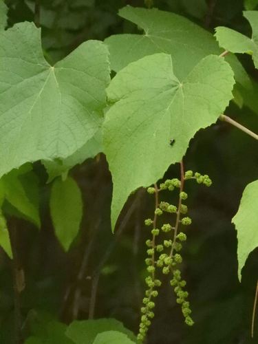 Vitis cinerea subsp. floridana