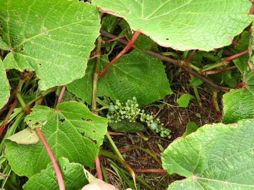 Vitis coignetiae (Crimson glory vine) — photo