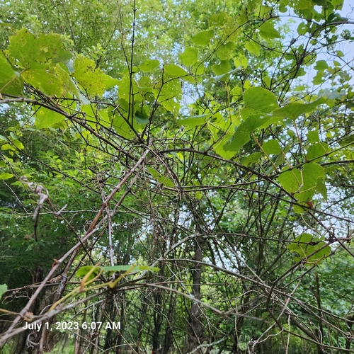 Vitis cordifolia