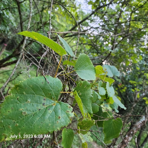 Vitis cordifolia (Frost grape) — photo