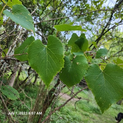Vitis cordifolia (Frost grape) — photo