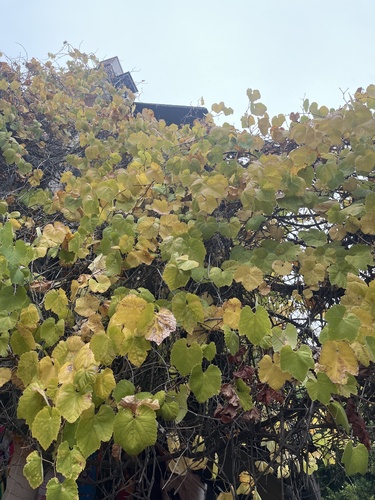 Vitis davidii (Spiny vitis) — photo