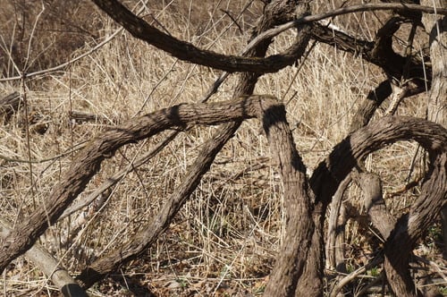 Vitis davidii