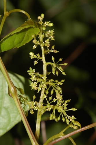 Vitis flexuosa (White-leaved bramble) — photo