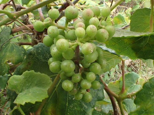 Vitis flexuosa var. japonica — photo