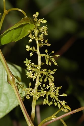Vitis flexuosa var. japonica — photo