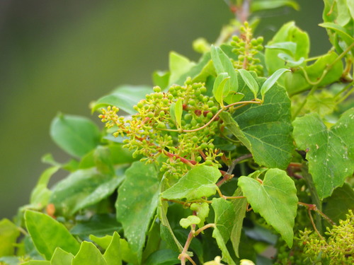 Vitis flexuosa var. japonica