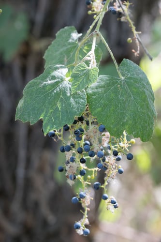 Vitis girdiana (Valley grape) — photo