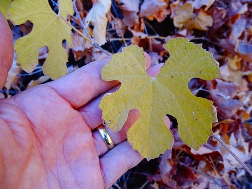 Vitis girdiana (Valley grape) — photo