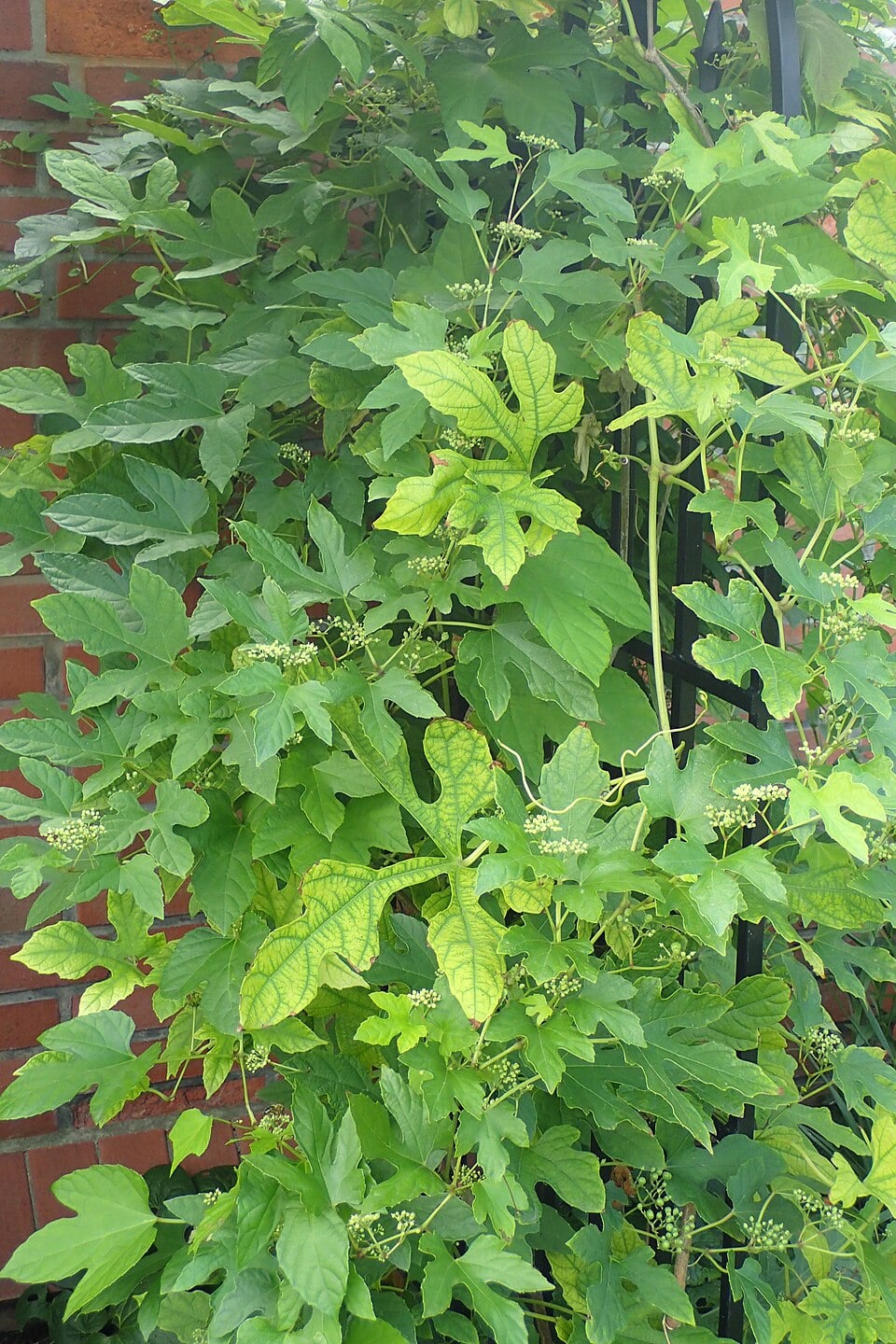 Vitis heterophylla — photo