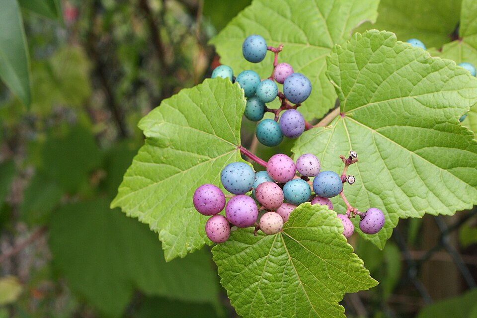Vitis heterophylla