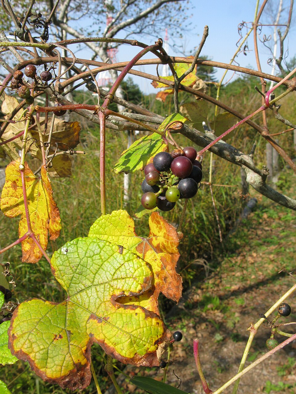 Vitis heyneana (Chinese wild grape) — photo