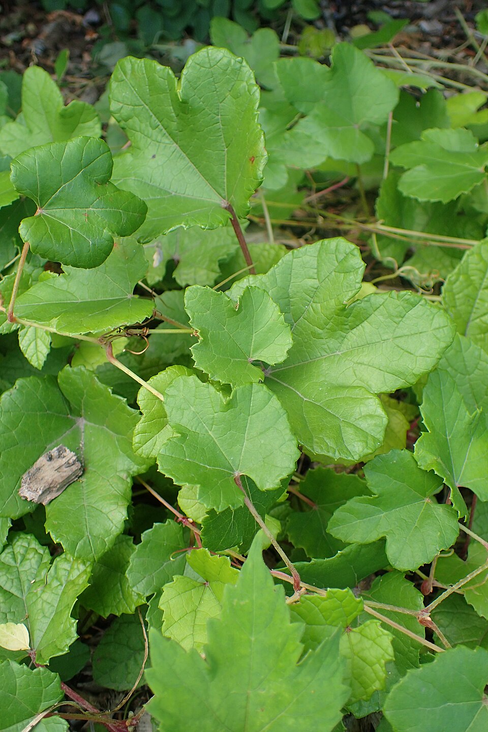 Vitis heyneana (Chinese wild grape) — photo