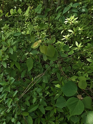 Vitis heyneana