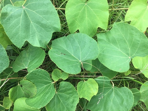 Vitis labrusca x Vitis vinifera (Hybrid grape) — photo