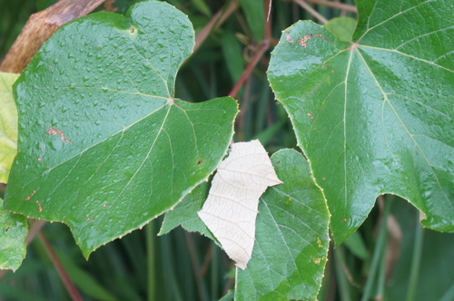 Vitis labrusca (Fox grape) — photo