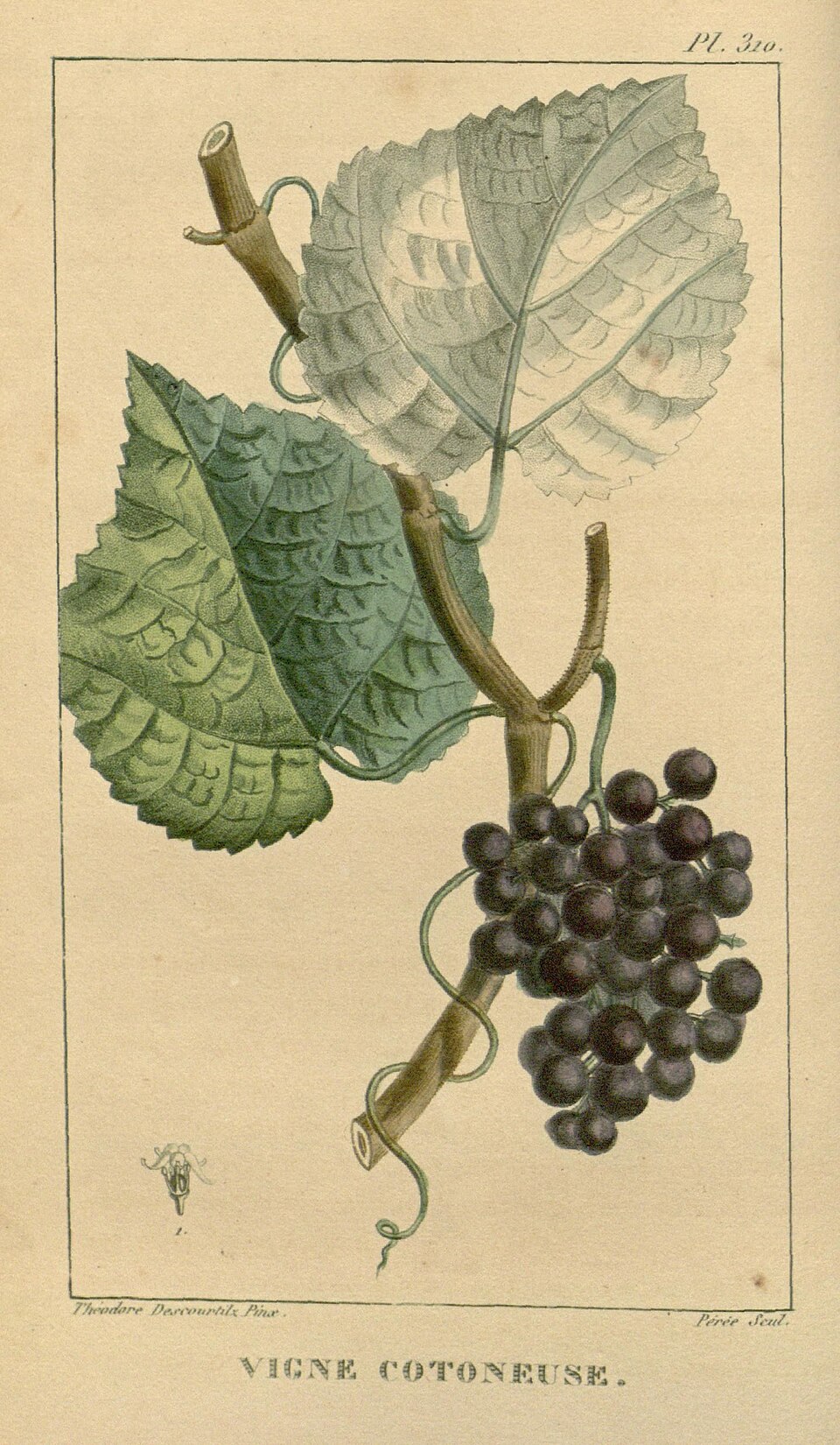Vitis labruscana — photo