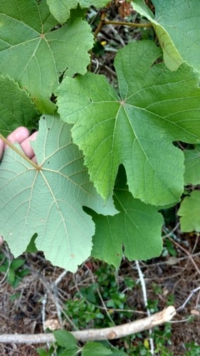 Vitis lincecumii (Post-oak grape) — photo
