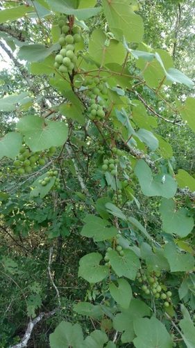 Vitis lincecumii