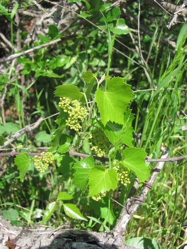 Vitis monticola (Sweet mountain grape) — photo