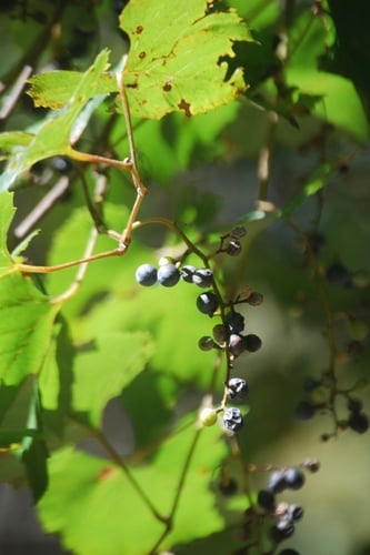 Vitis monticola