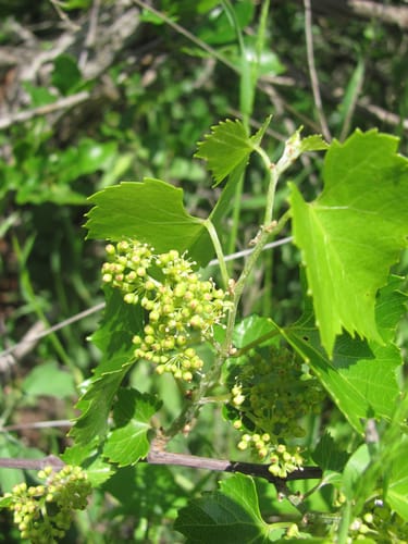 Vitis monticola (Sweet mountain grape) — photo