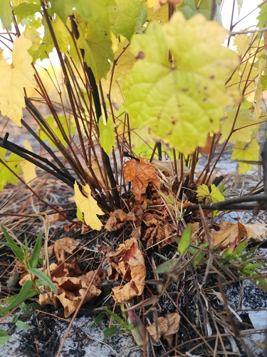 Vitis munsoniana (Bird grape) — photo