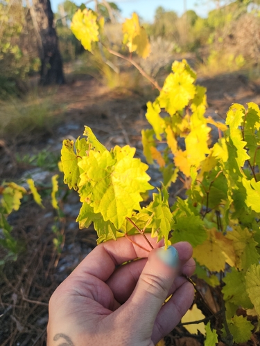 Vitis munsoniana (Bird grape) — photo