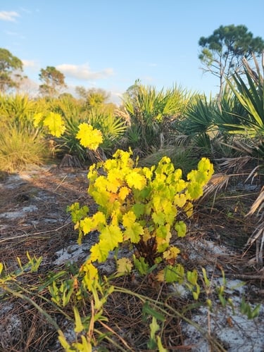 Vitis munsoniana