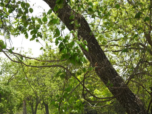 Vitis mustangensis (Mustang Grape) — photo