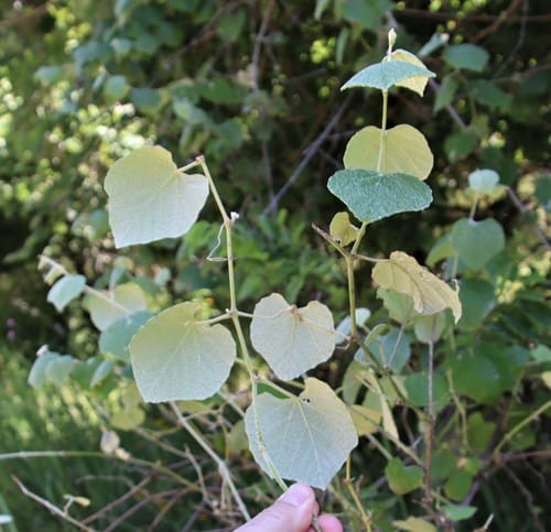 Vitis mustangensis (Mustang Grape) — photo
