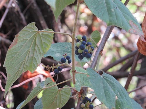 Vitis nesbittiana — photo