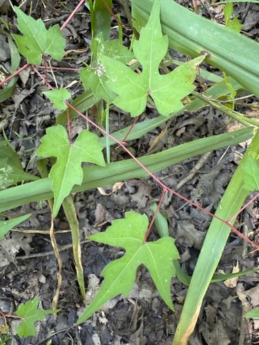 Vitis palmata (Red grape) — photo