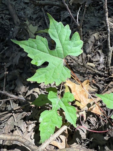 Vitis palmata (Red grape) — photo