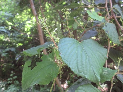 Vitis parvifolia (Pureni) — photo