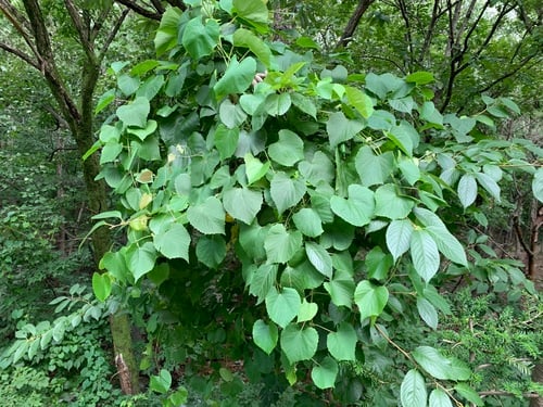Vitis parvifolia