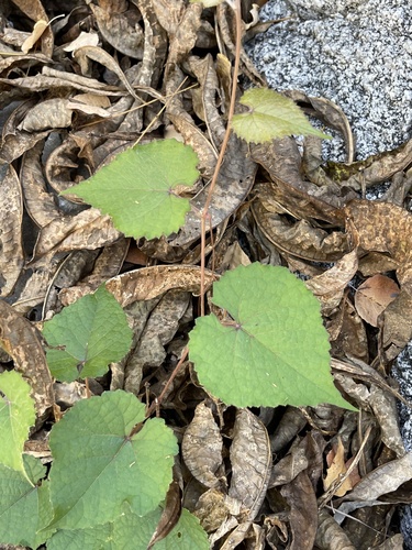 Vitis peninsularis — photo