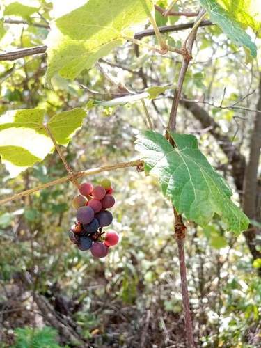 Vitis peninsularis — photo