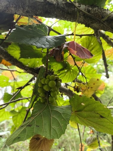 Vitis popenoei — photo