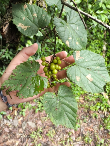 Vitis popenoei