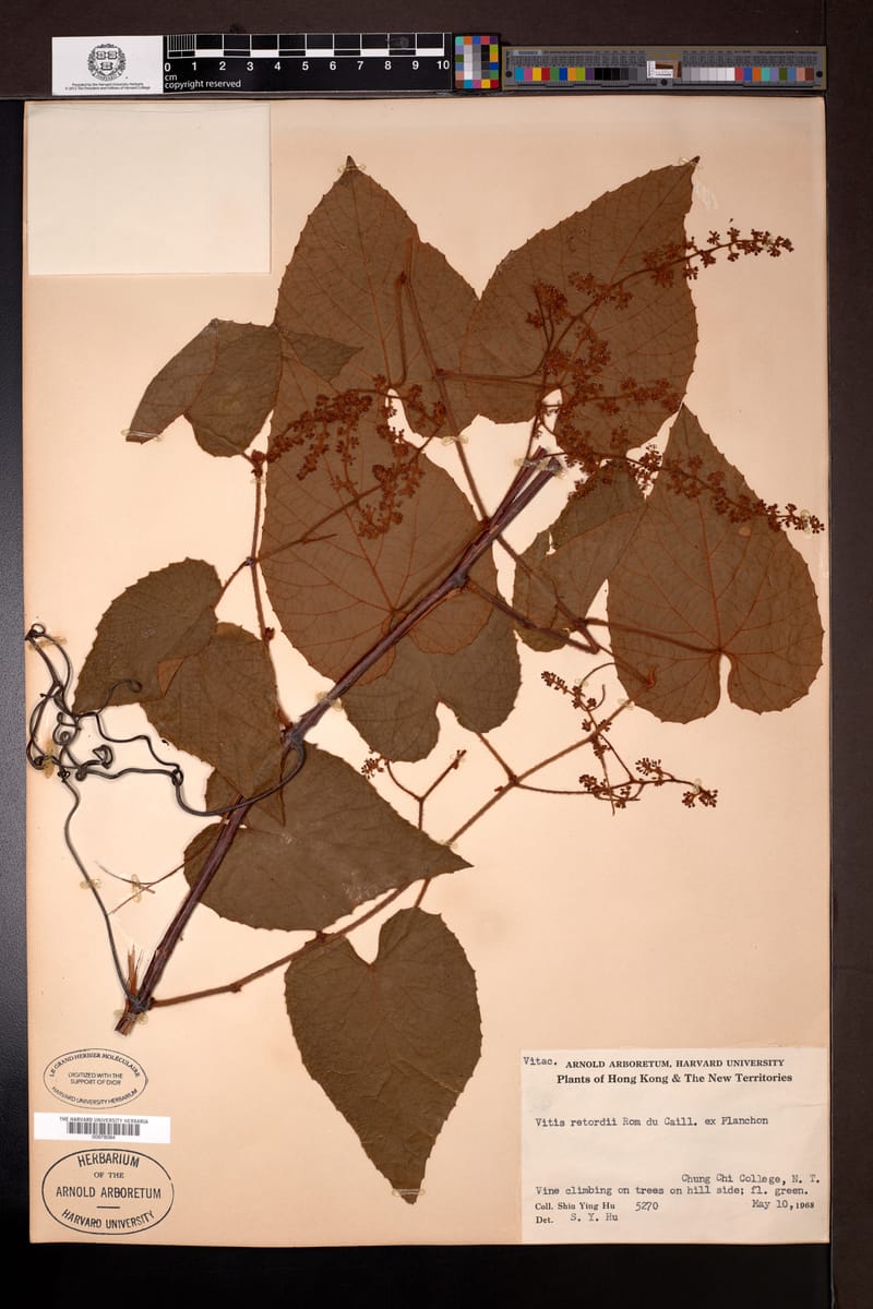 Vitis retordii (Agia) — photo